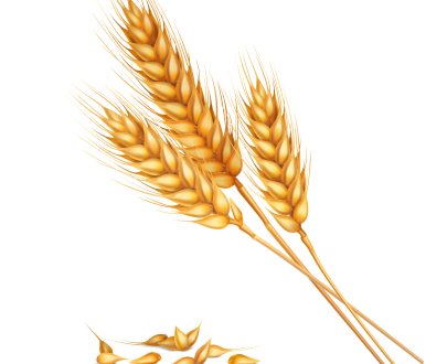 Grains, Legumes and Pulses